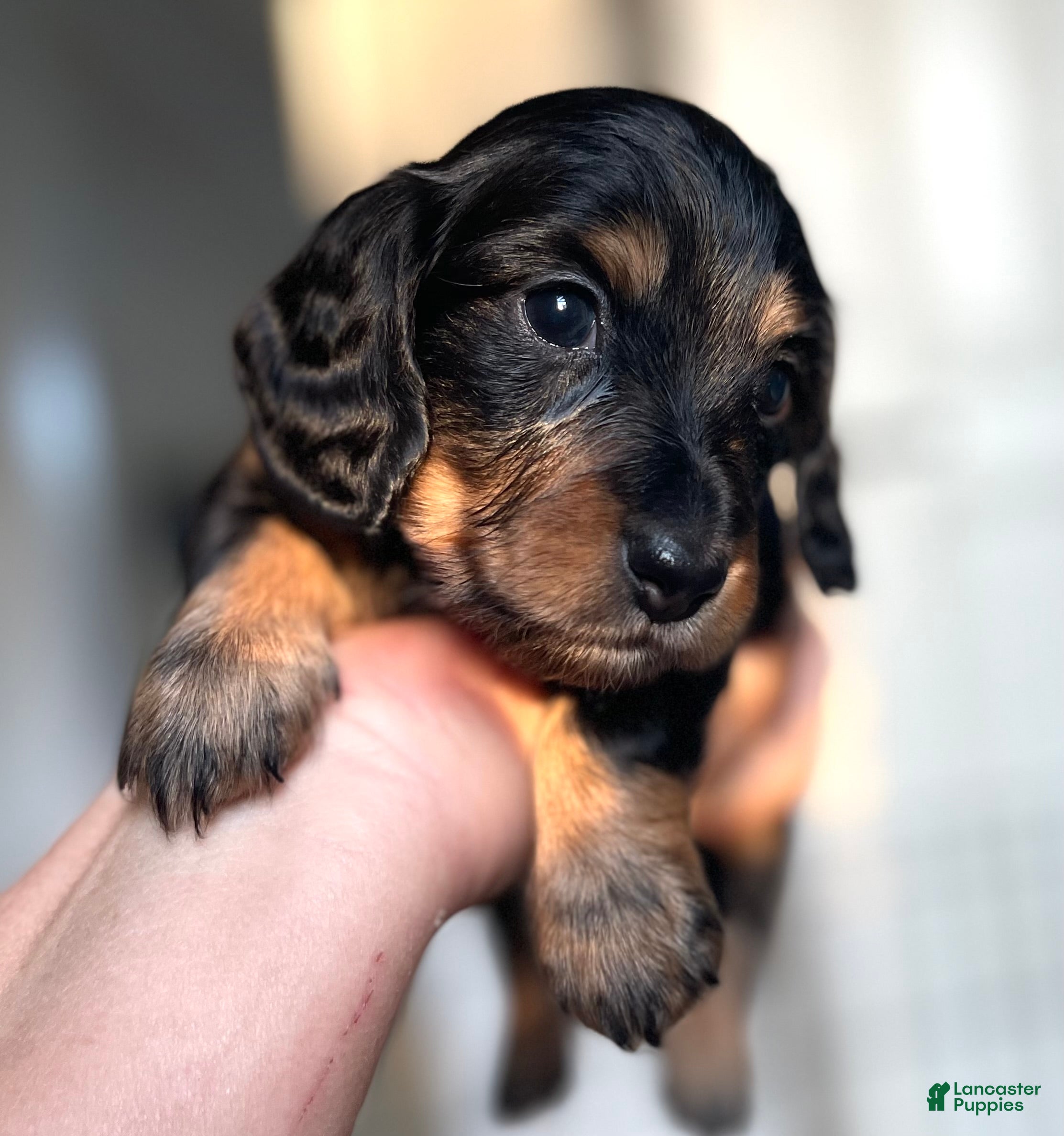 Dachshund dogs for sale: Charles  - Ad 2