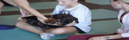 Rottweiler dogs for sale: Pick Of The Litter - Ad 6