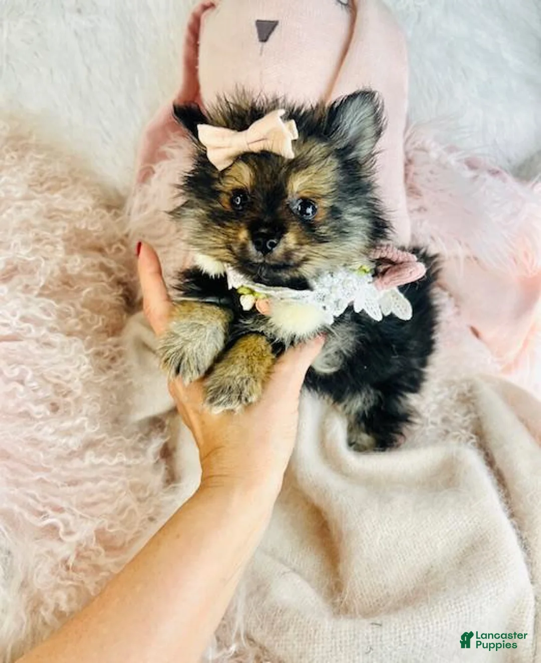 Pomeranian dogs for sale: Pomeranian Puppy 1 - Ad 3