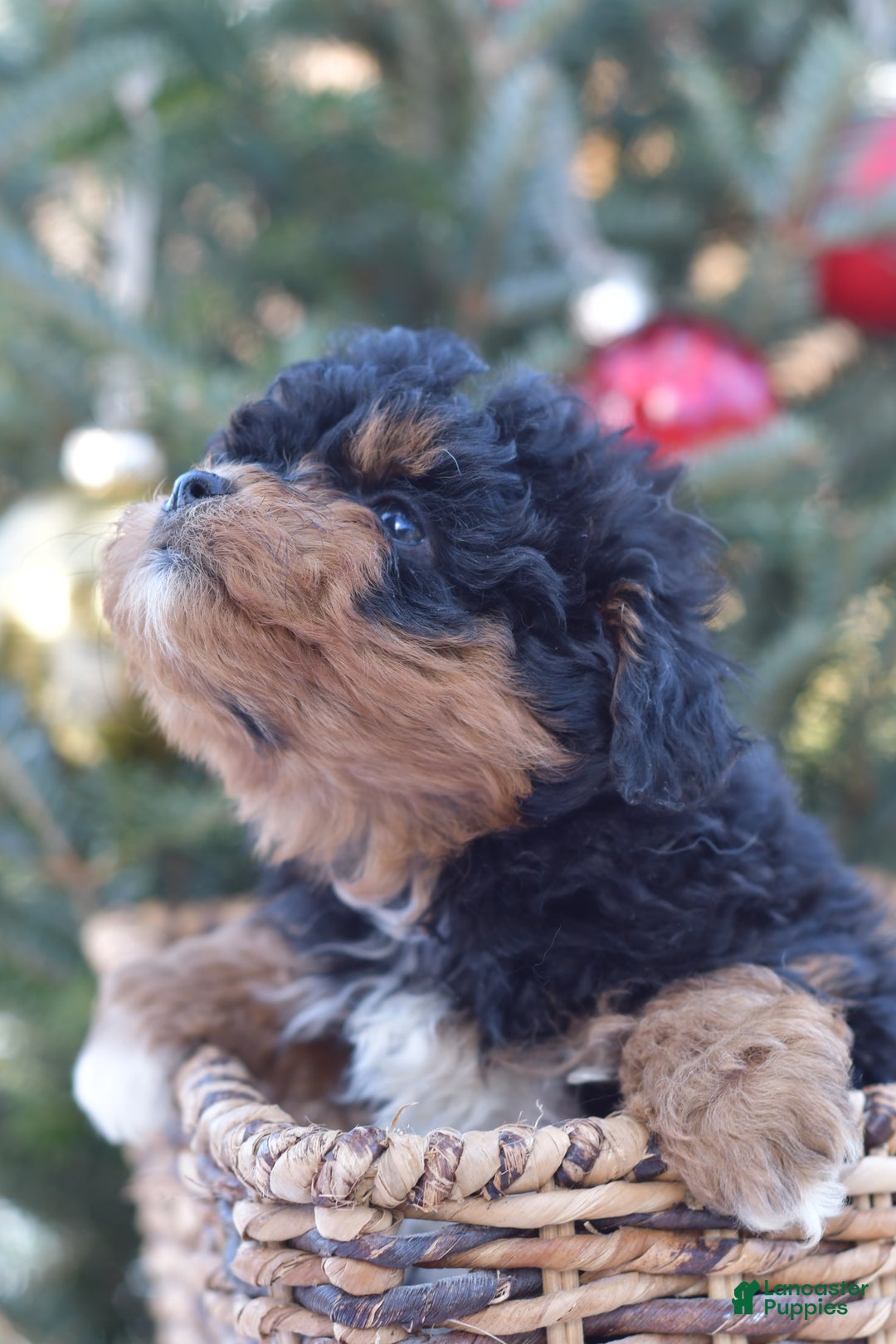 Mini Aussiedoodle dogs for sale: Bear - Ad 20