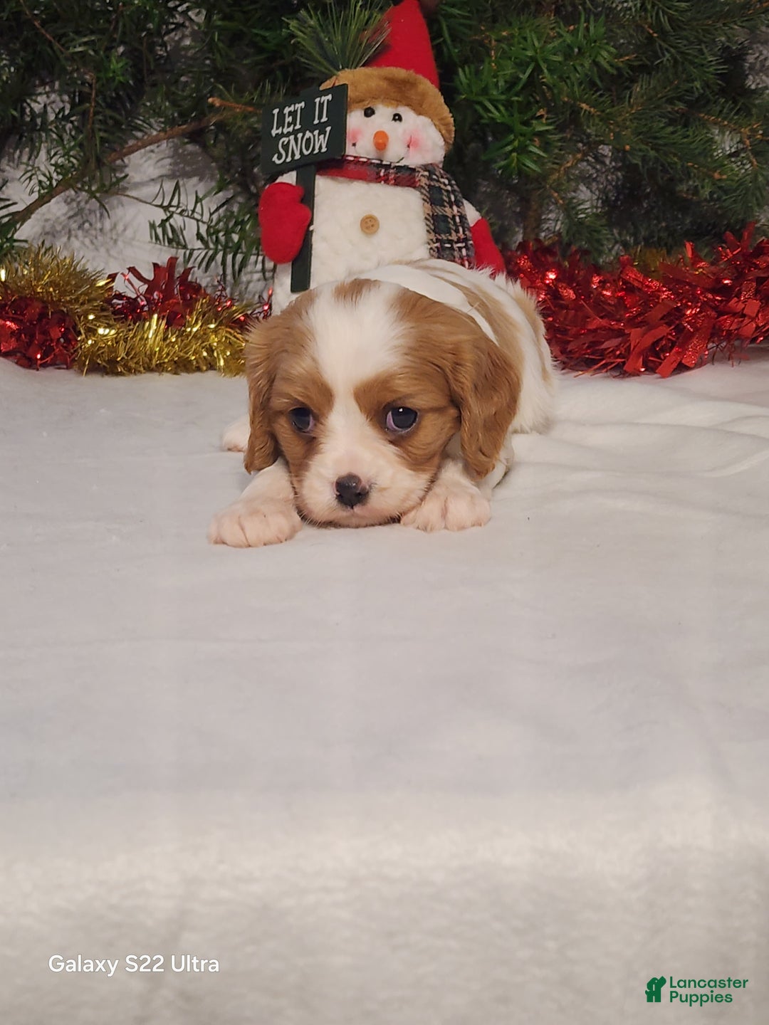 Cavalier King Charles Spaniel dogs for sale: Jill - Ad 4