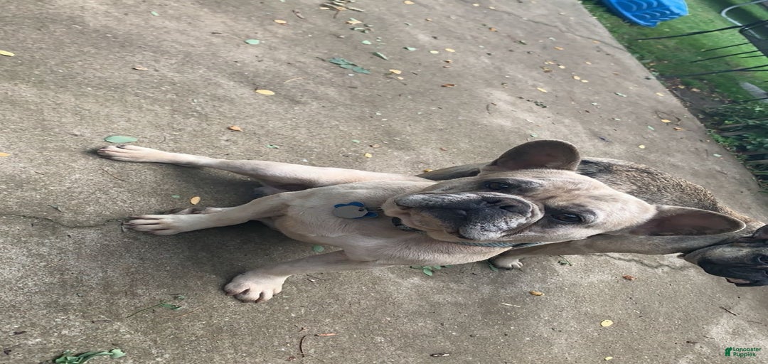 Gallery Image {{count}}