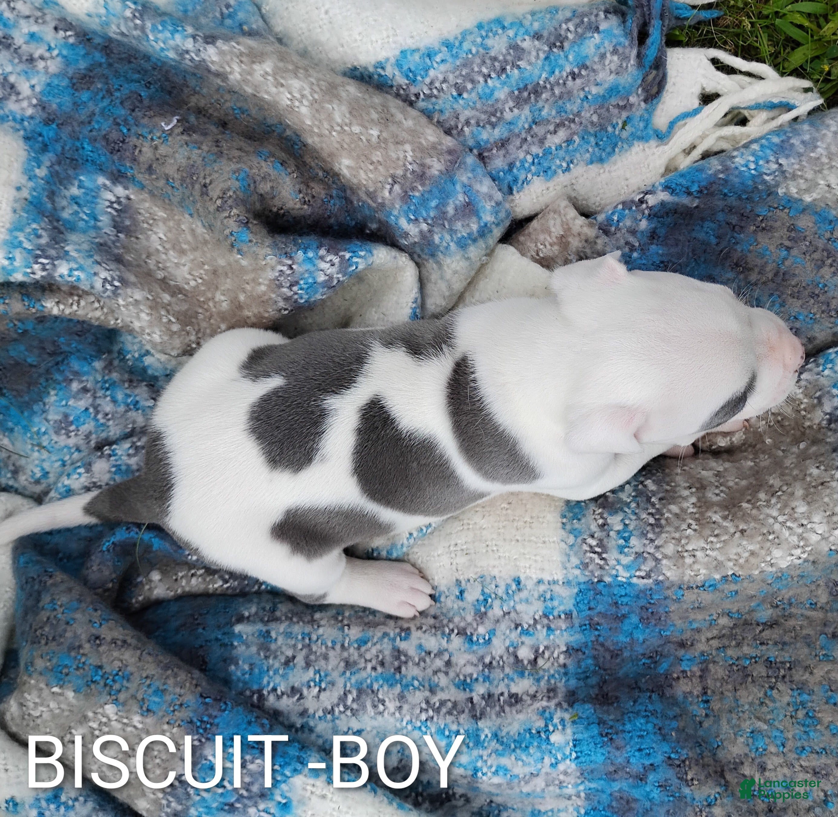 American Pit Bull Terrier dogs BISCUIT  - Ad 2