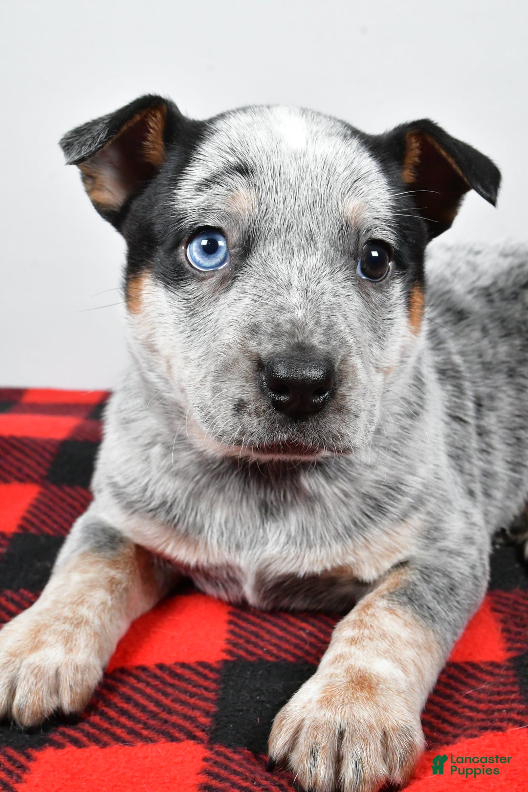 Australian Cattle Dog dogs for sale: Piper - Ad 6