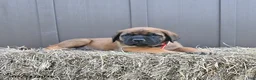 English Mastiff dogs for sale: Misty - Ad 4
