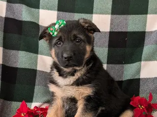 German Shepherd dogs Claudette - Ad 39