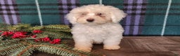 Mini Bernedoodle dogs for sale: Flake - Ad 10