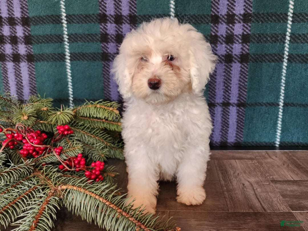 Mini Bernedoodle dogs for sale: Flake - Ad 10