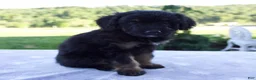Mini Bernedoodle dogs for sale: Forest - Ad 2