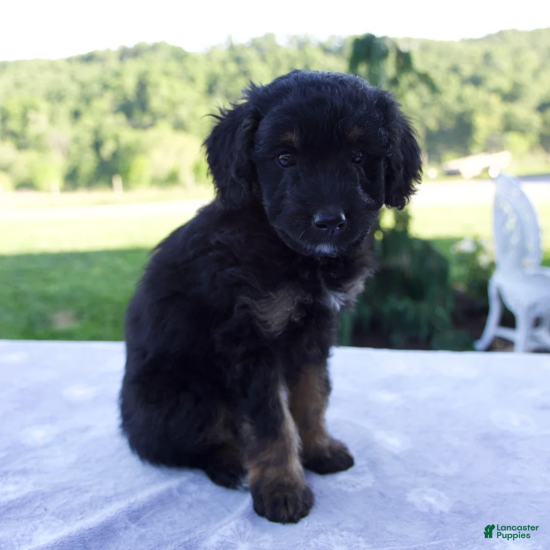 Mini Bernedoodle dogs for sale: Forest - Ad 2