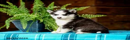 Pomsky dogs for sale: Regina - Ad 4