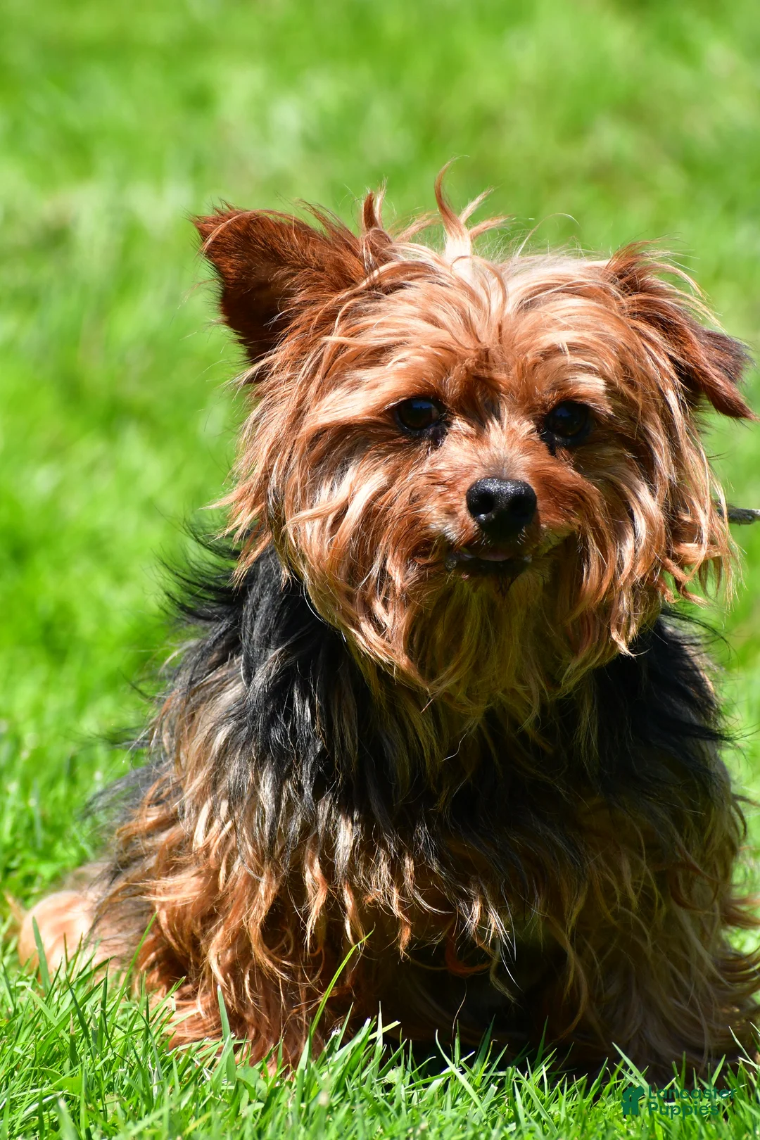 Yorkshire Terrier dogs for sale: Hailey - Ad 11