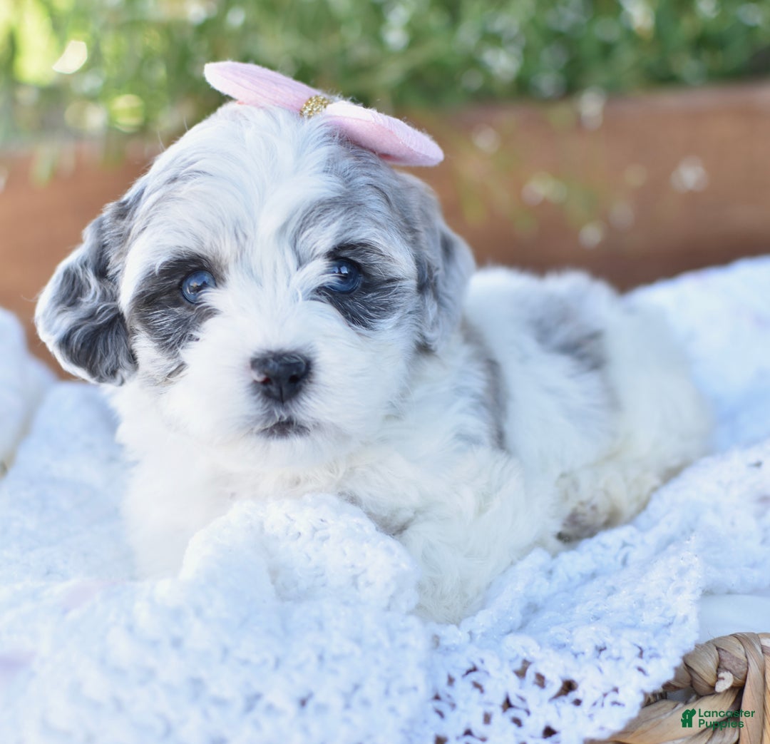 Mixed Breed dogs for sale: Dream - Ad 6