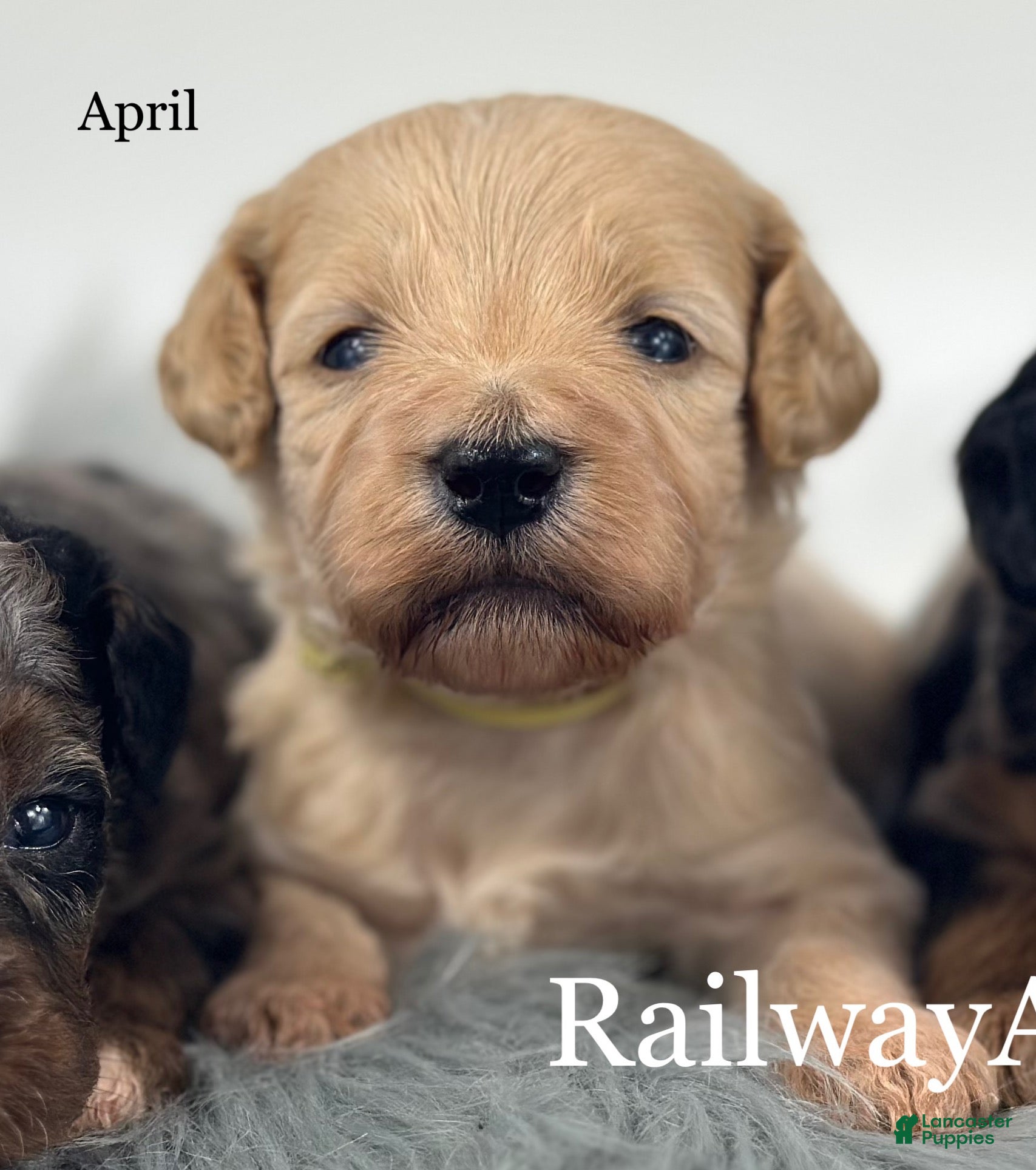 Goldendoodle dogs April - Ad 37