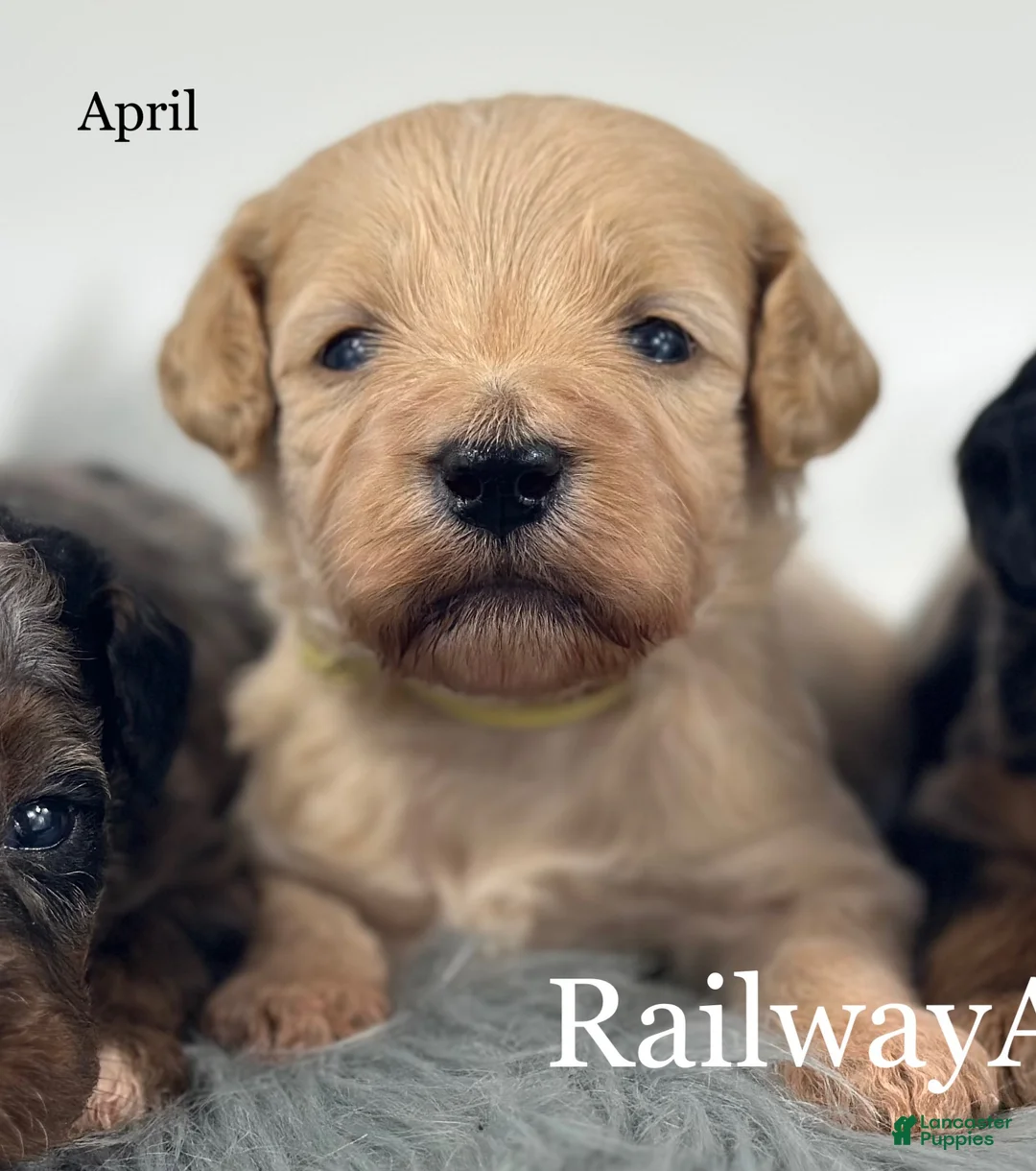 Goldendoodle dogs for sale: April - Ad 1