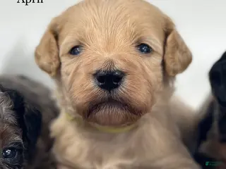 Goldendoodle dogs April - Ad 28
