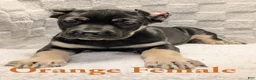 Cane Corso dogs for sale: Orange  - Ad 3