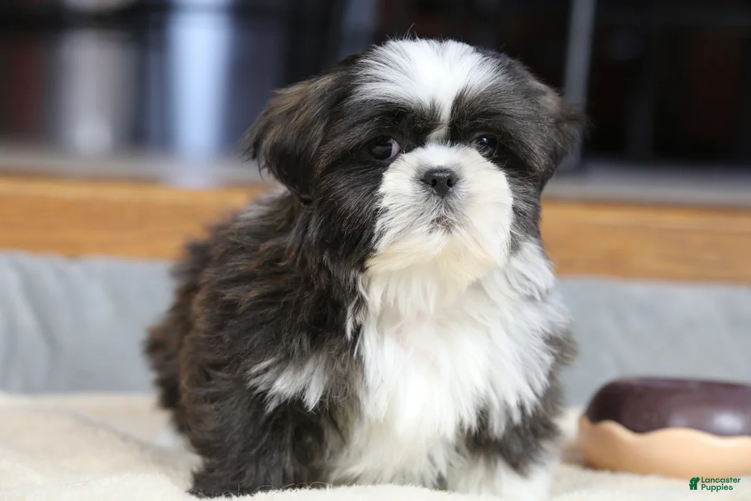 Shih Tzu dogs for sale: Stanlee - Ad 7