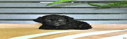 Miniature Poodle dogs for sale: Cynthia - Ad 8