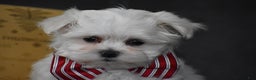 Maltese dogs for sale: Scamp - Ad 11