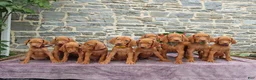 Vizsla dogs for sale: Raine - Ad 2