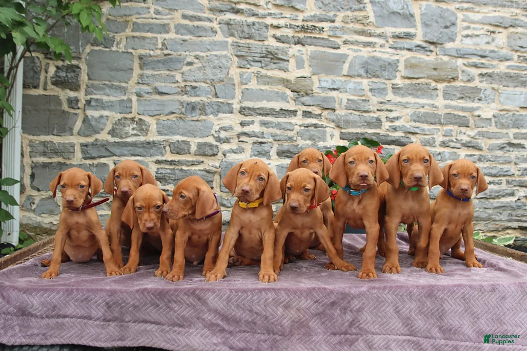 Vizsla dogs for sale: Raine - Ad 2