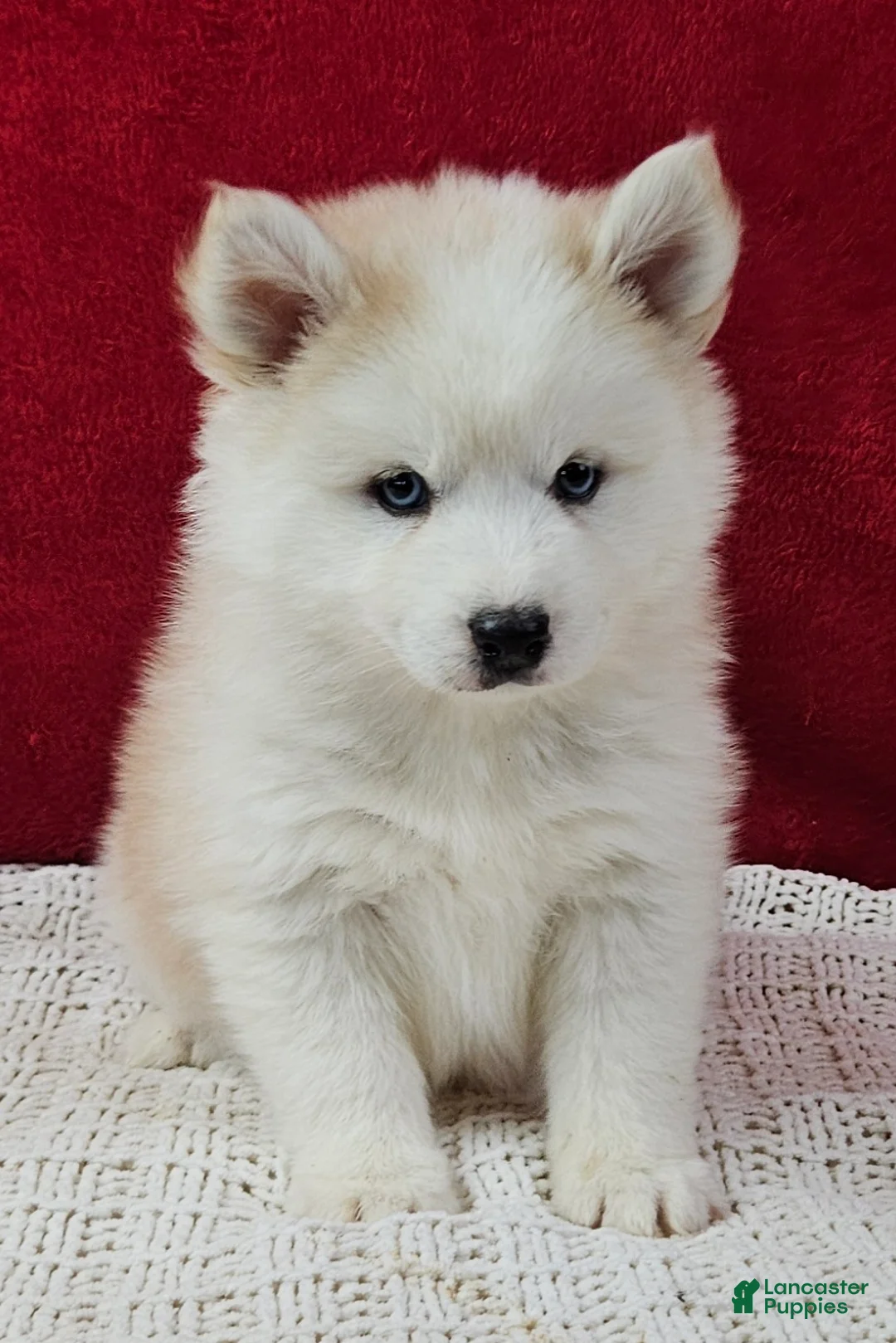 Pomsky dogs for sale: Butterscotch  - Ad 3