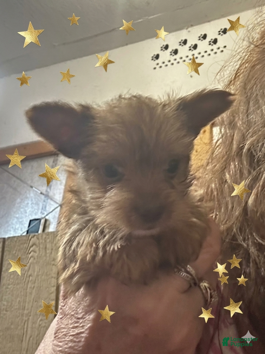 Yorkshire Terrier dogs AKC Chewbacca Gold Dust 🤩 - Ad 1