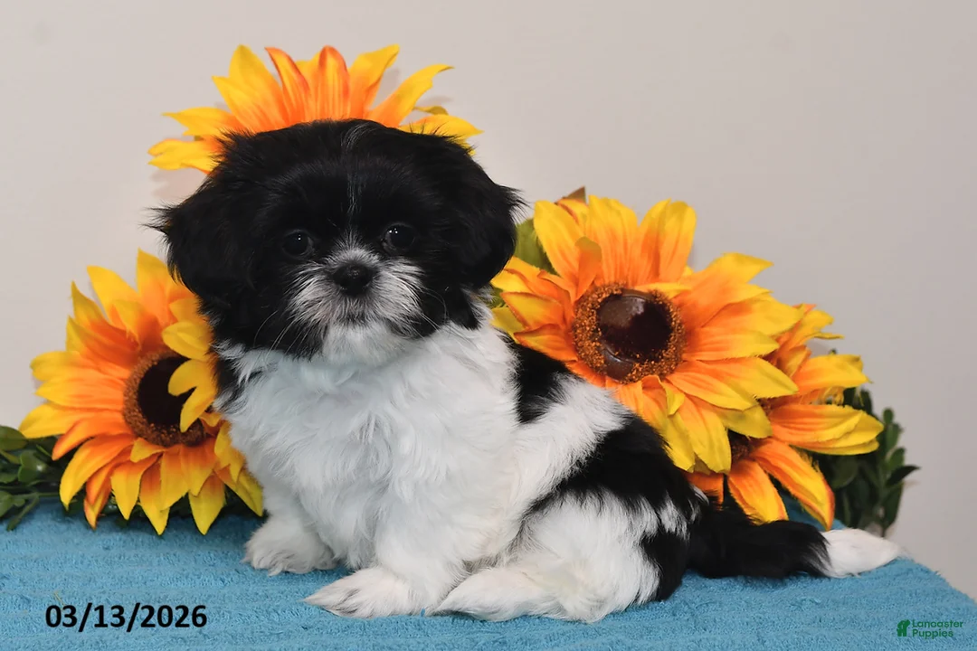 Shih Tzu dogs for sale: Ivy - Ad 1
