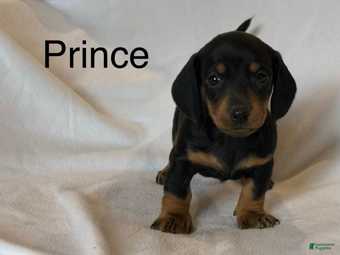 Miniature Dachshund dogs Prince - Ad 1