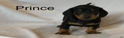 Miniature Dachshund dogs for sale: Prince - Ad 1