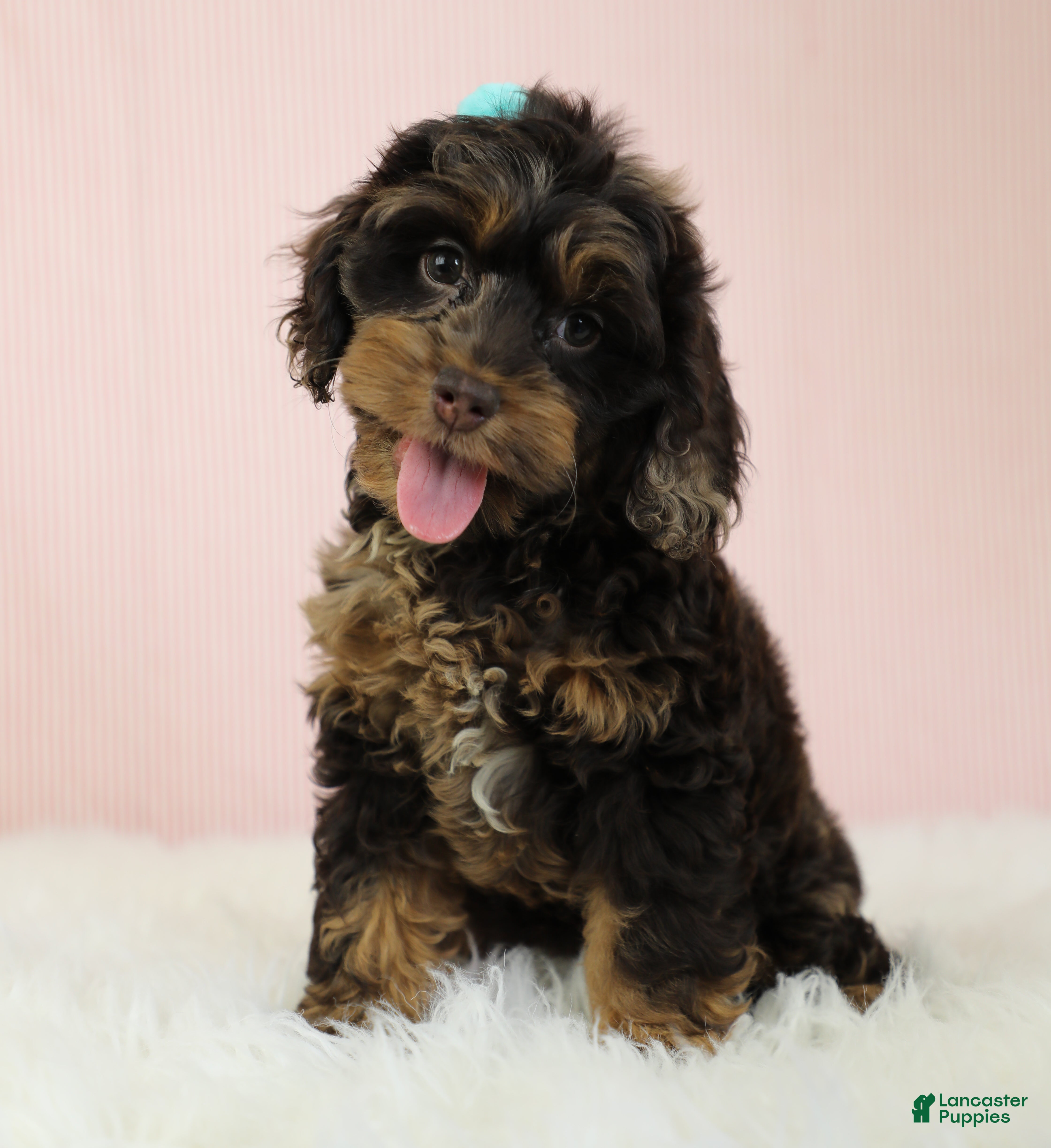 Cockapoo dogs Magdalena 🍓 - Ad 2
