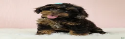 Cockapoo dogs for sale: Magdalena 🍓 - Ad 2