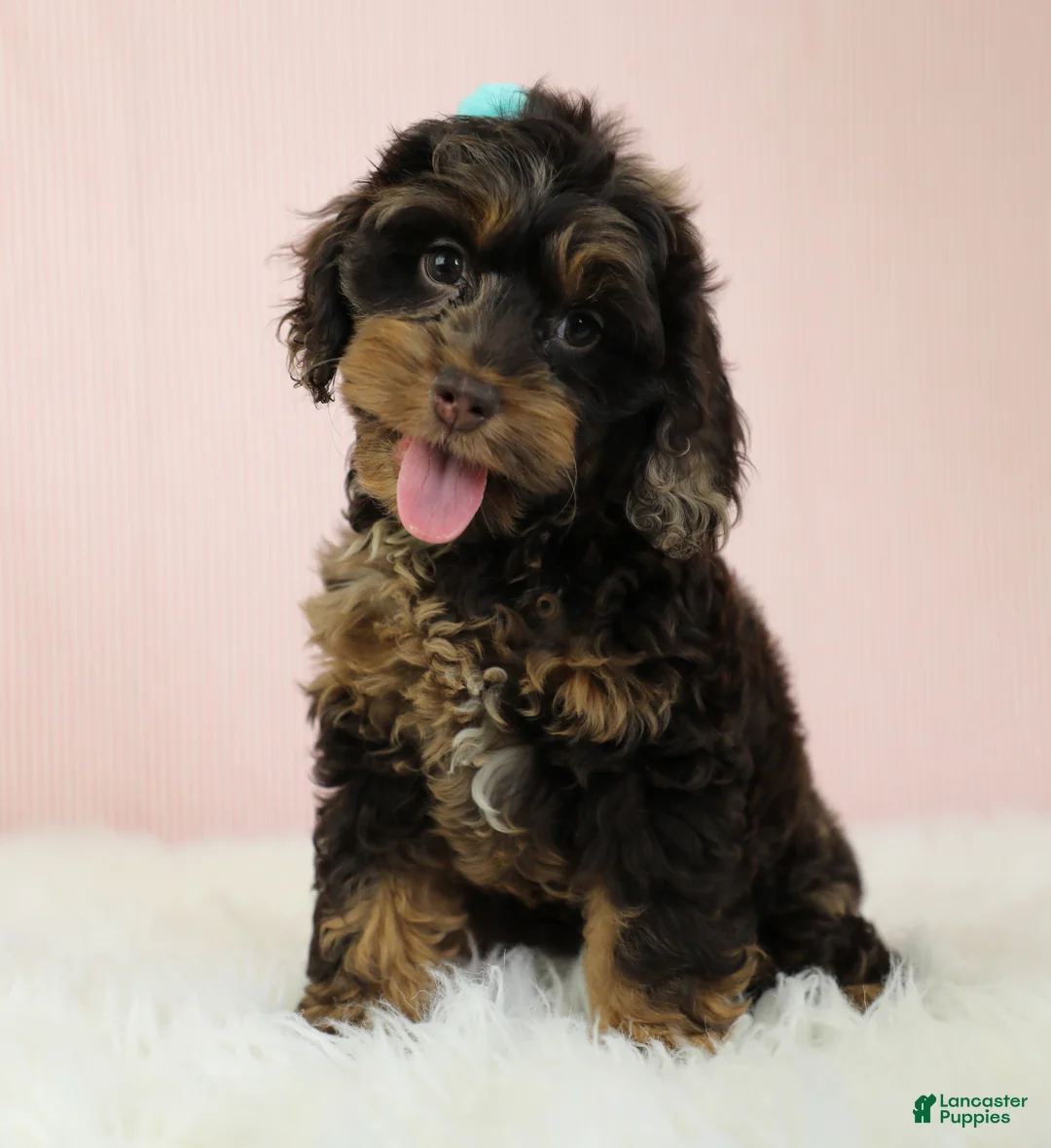 Cockapoo dogs for sale: Magdalena 🍓 - Ad 2
