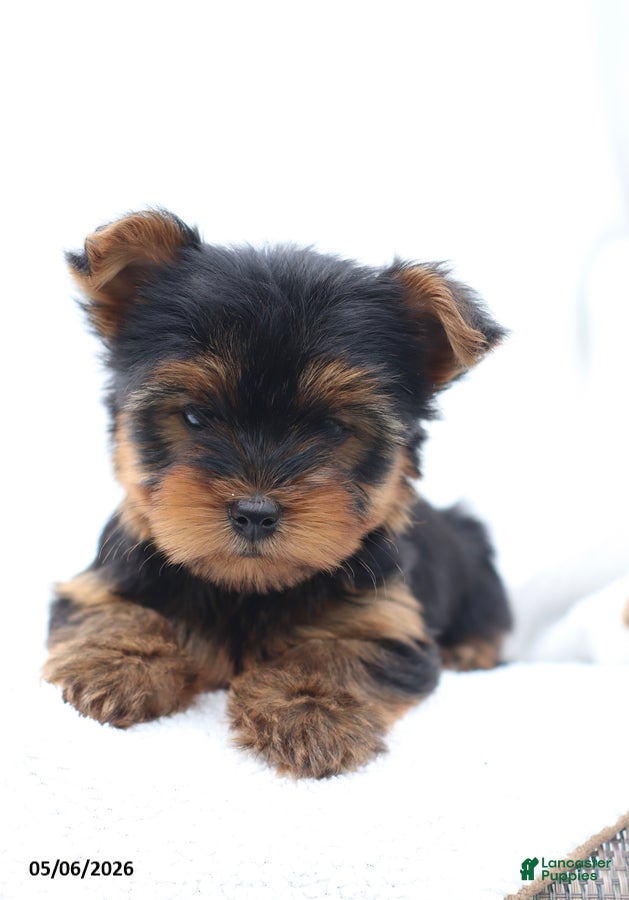 Yorkshire Terrier dogs Owen - Ad 2