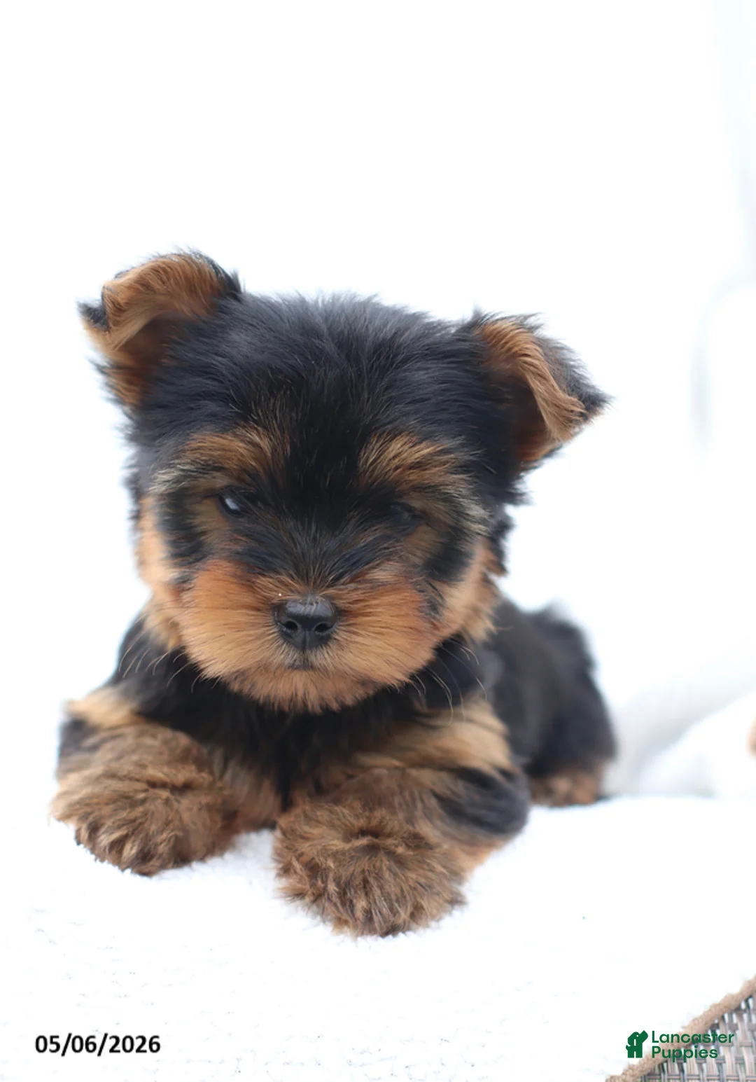 Yorkshire Terrier dogs for sale: Owen - Ad 2