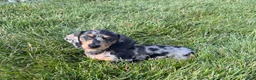 Miniature Dachshund dogs for sale: Joey - Ad 5