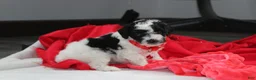 Yorkiepoo dogs for sale: Ryder - Ad 6