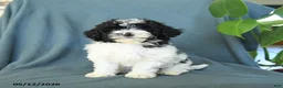 Havapoo dogs for sale: Misty - Ad 3