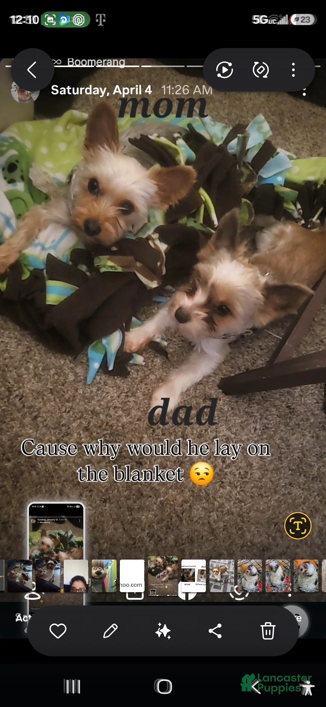 Yorkshire Terrier dogs for sale: Yorkshire Terrier 1 - Ad 2