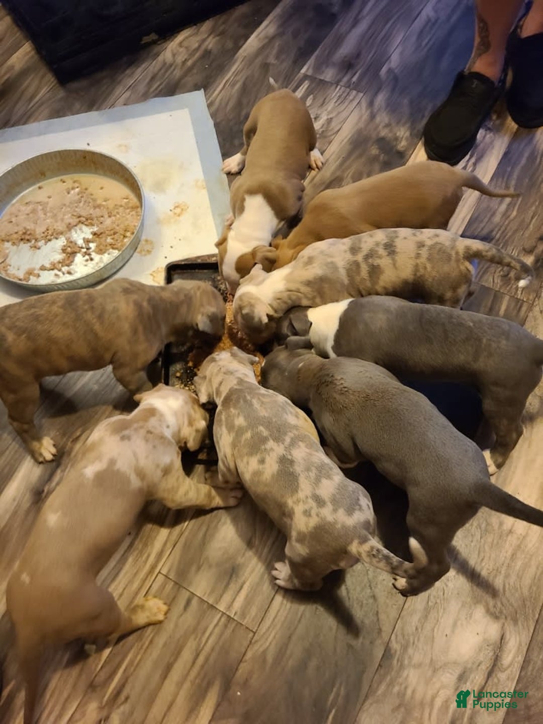 Gallery Image {{count}}