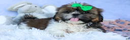 Shih Tzu dogs for sale: RUSTY - Ad 15