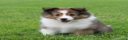 Shetland Sheepdog dogs for sale: Lark - Ad 1
