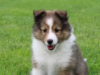 Shetland Sheepdog dogs for sale: Lark - Ad 2