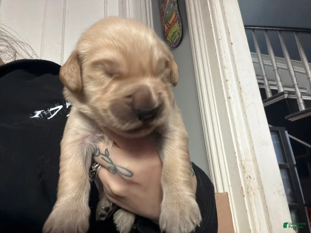 Golden Retriever dogs for sale: Golden Retriever Puppy 2 Pink - Ad 8