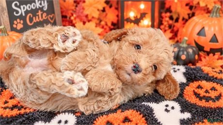 Miniature Poodle dogs Miniature Poodle 1 - Ad 2