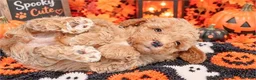 Miniature Poodle dogs for sale: Miniature Poodle 1 - Ad 2