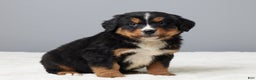 Bernese Mountain Dog dogs for sale: Falco - Ad 3