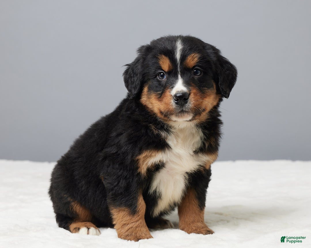 Bernese Mountain Dog dogs for sale: Falco - Ad 3