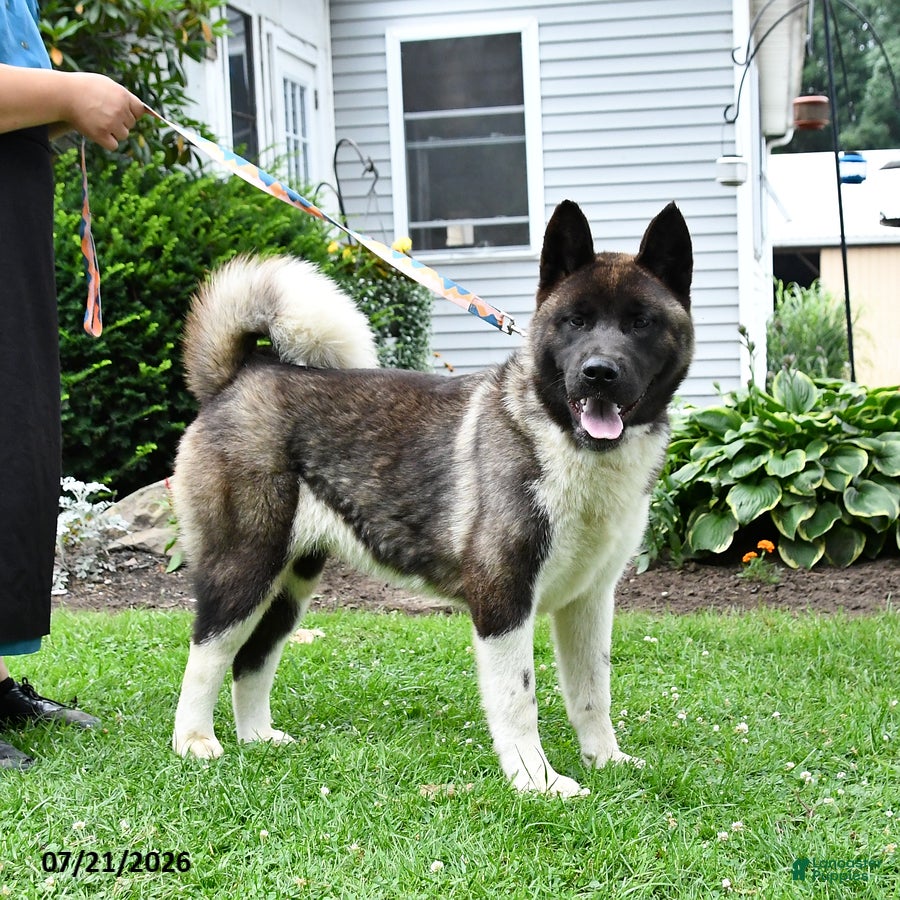 Akita dogs Twinkle Special Needs - Ad 2